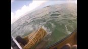 Panico in acqua: squalo aggredisce pescatori