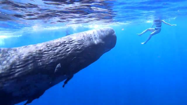 L'incontro ravvicinato con il capodoglio è da brivido