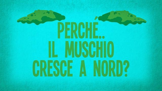 Perché il muschio cresce a Nord?