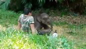 Il commovente elefantino orfano si addormenta sul grembo del suo nuovo "papà"