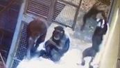 Mamma scimmia gioca con la sua piccola come un umano, il video dolcissimo