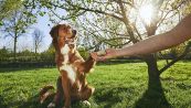 7 trucchi per educare il tuo cane
