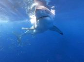 Brividi in acqua: squalo aggredisce la gabbia dei sub