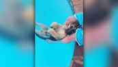 Il cucciolo di pastore tedesco si rilassa in piscina