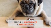 Perché il cioccolato fa male ai cani?