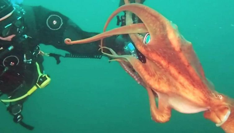 L'assalto del polpo alla videocamera del sub è da applausi