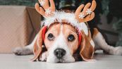 Il Natale può essere stressante anche per i cani