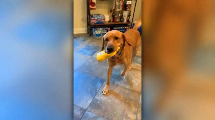 Il cane aiuta il padrone a preparare il panino