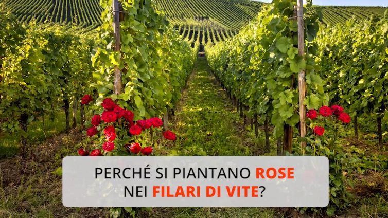 Perché si piantano rose nei filari di vite?