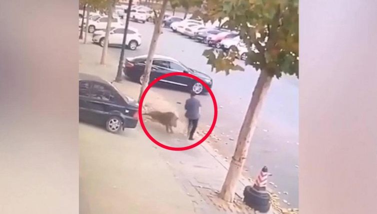 Il terrificante assalto del cinghiale (ma la schivata è da applausi)