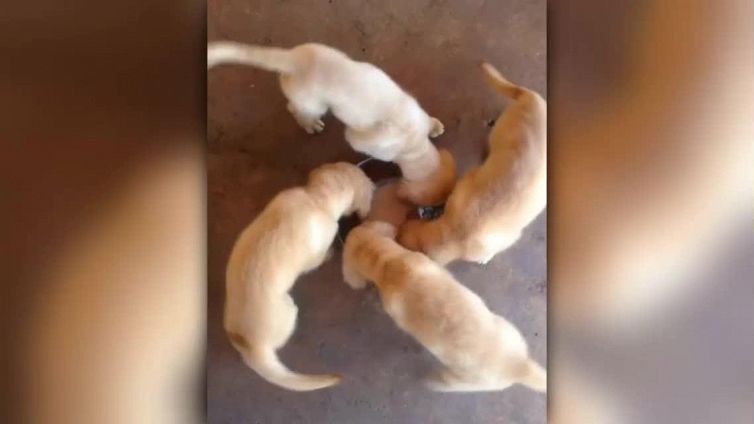 La danza dei cuccioli intorno alla ciotola è ipnotica