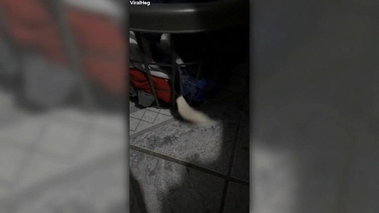 Il nascondiglio è perfetto, tranne che per un particolare