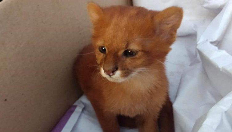 Una donna salva due gattini dalla strada ma scopre che sono puma