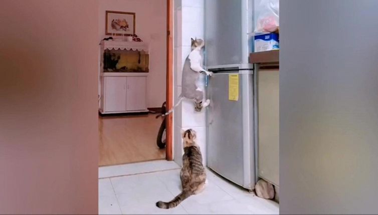 I gattini all'assalto del frigo: il furto è tutto da ridere