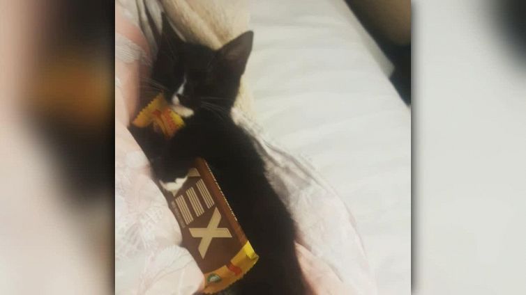 Il tenero gattino non molla il cioccolato