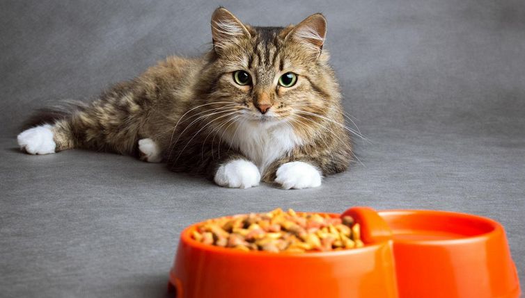 Gatto miagola davanti alla ciotola mezza piena: ecco il motivo