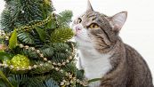 Come evitare che il gatto rovini l'albero di Natale