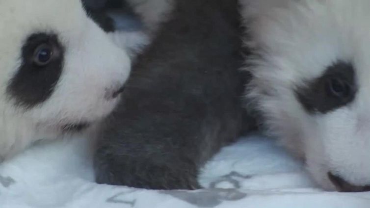 Coccole allo zoo di Berlino, le tenere immagini