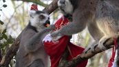 Gli animali dello zoo scartano i regali di Natale