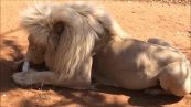 Mai infastidire un leone che mangia: la reazione è da paura
