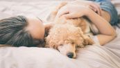 7 motivi per dormire con il cane sul letto