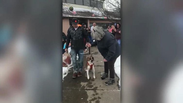 Adottato dopo 500 giorni al canile: il pitbull trova una casa per Natale