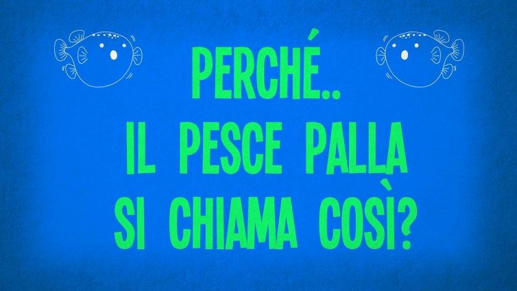 Perché il pesce palla si chiama così?