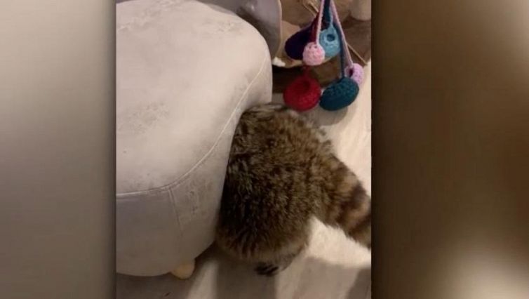 Sembra un gatto. Invece è l'animale (tenerissimo) che non ti aspetti