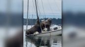 Due leoni marini rubano la barca a vela e vanno a fare un giro per la baia