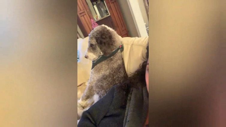 Il cane è arrabbiato e reagisce così alle attenzioni della padrona
