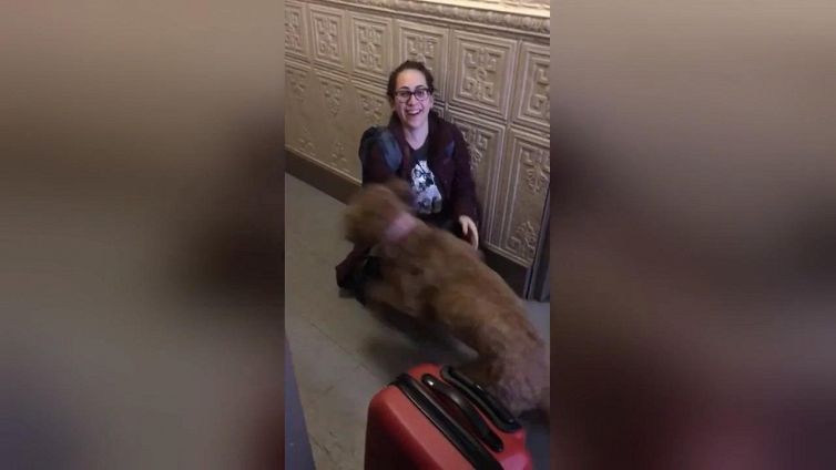L'incontro tra questo cane e la sua padrone scioglie anche il più duro dei cuori