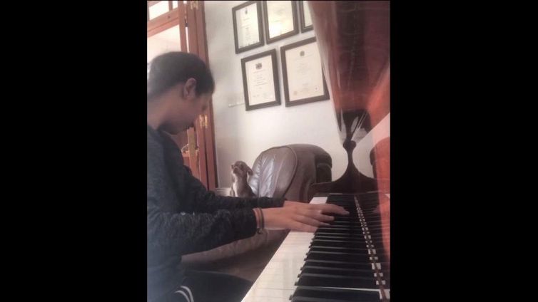 Il chihuahua accompagna la padrona al piano