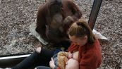 L'incontro tra una donna che allatta e una mamma orango