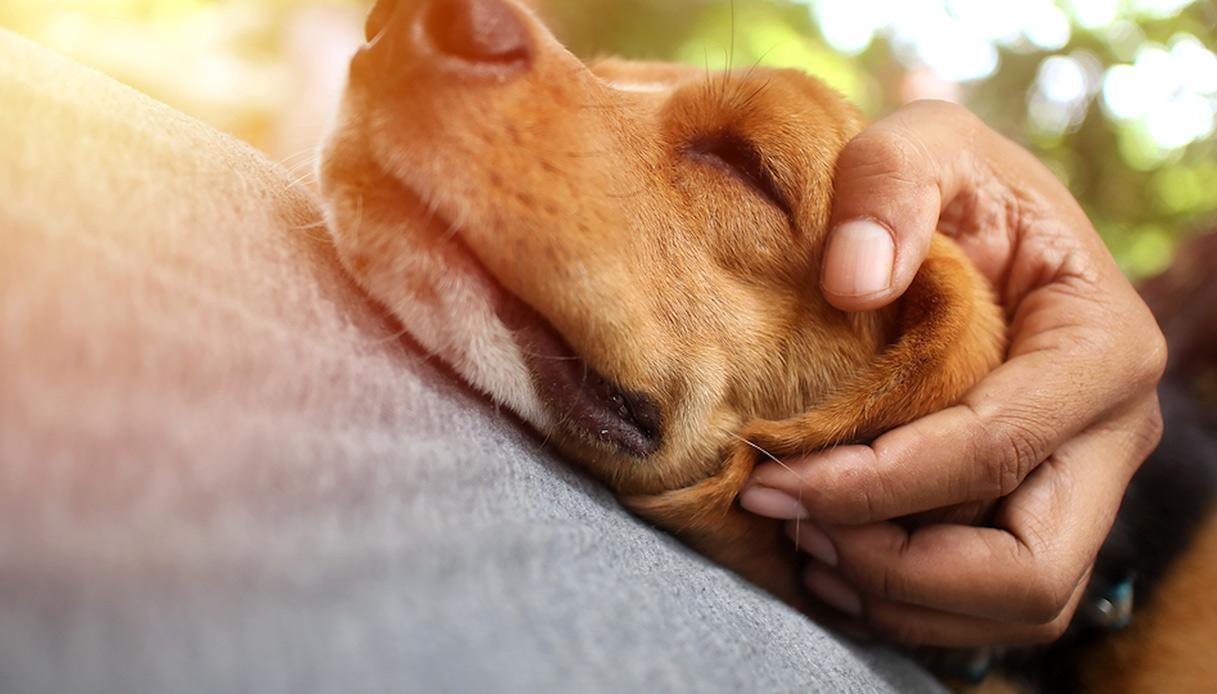 Come spiegare l’amore per i cani a chi non ne ha uno