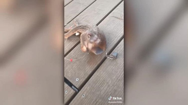 Riconosci l'animale misterioso?