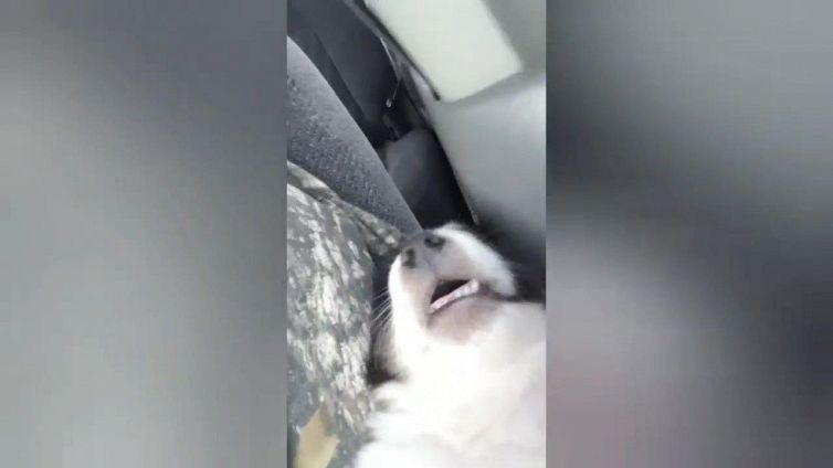 I cuccioli crollano in un sonno profondo: il motivo è tenerissimo