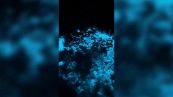 Il raro fenomeno dell'alga australiana bioluminescente