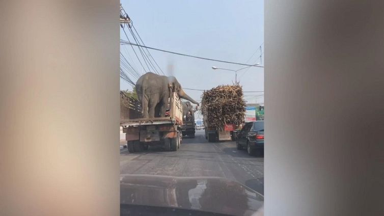 L'elefante escogita un trucco esilarante per sfamarsi