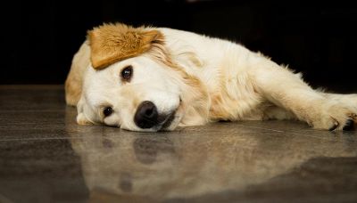 I consigli per lasciare il cane da solo a casa