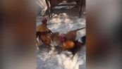 Il cucciolo interviene per sedare una rissa tra galli
