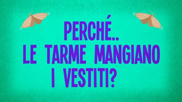 Perché le tarme mangiano i vestiti?