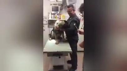 Il cagnolone non vuole fare la puntura: la sua reazione alla vista dell'ago è incredibile