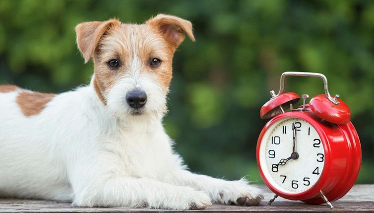 I cani si rendono conto del tempo che passa