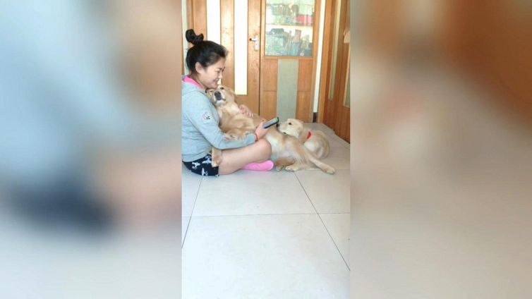 Questo cucciolo è dolcissimo, e si fa perdonare la marachella