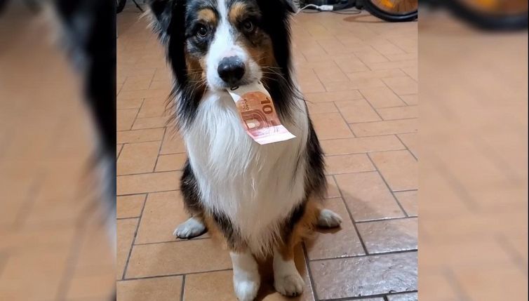 Questo cane è un vero prestigiatore