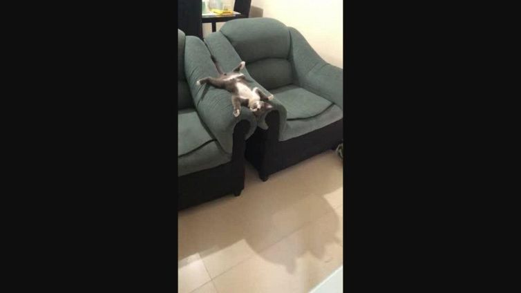 Il tenero gattino si rilassa (a modo suo) sulla poltrona