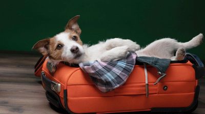 Cosa portarsi dietro quando si parte con il cane