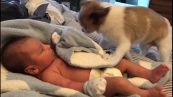 Il cagnolino dolcissimo copre il bambino con la coperta