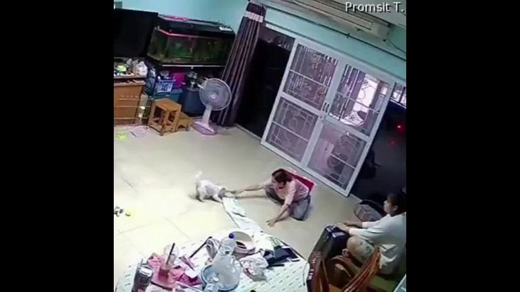 Più che un cane da riporto, questo cuciolo è un cecchino