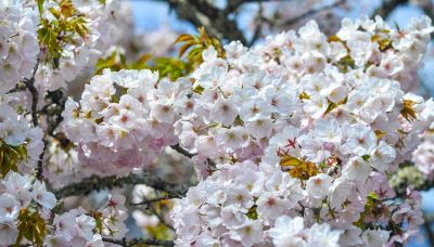 Lo spettacolo dell'hanami, la fioritura dei ciliegi in Giappone